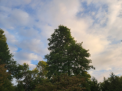 Tree against sunset clouds